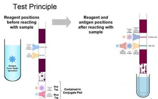 How a Lateral Flow Rapid Antigen Test for Group A Strep Works